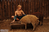 Nudity among pigs